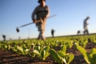 Poljodjelstvo u modi: Federacija dobila 15 tisuća novih poljoprivrednika?!