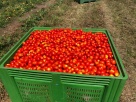 Sezona branja rajčica u Grabu [foto&amp;video]