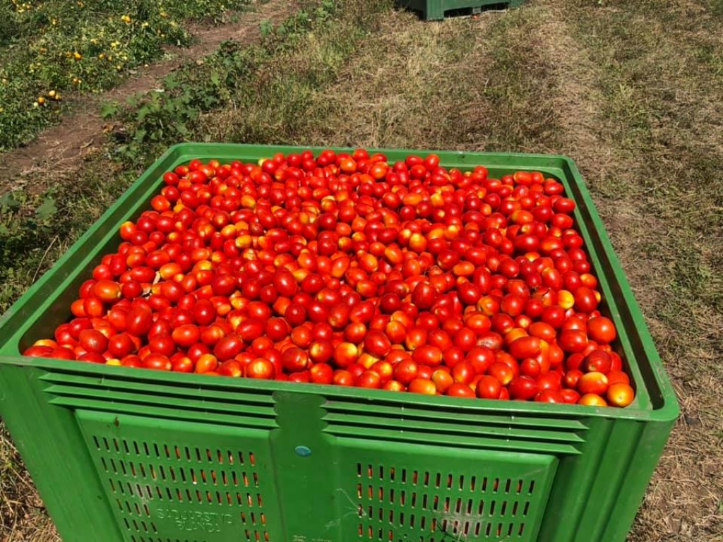 Sezona branja rajčica u Grabu [foto&amp;video]