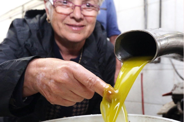 Maslinovo ulje iz Hercegovine već hrani lokalno stanovništvo, perspektive ima