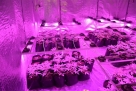 U Metkoviću pronađen laboratorij za uzgoj marihuane