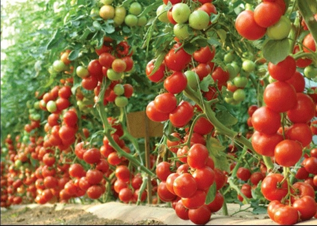 Iz Hercegovine je već izvezeno 70 tona rajčice, očekuje se urod od 2000 tona