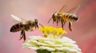 Svjetski dan pčela: Znate li koliko su i zašto važne?