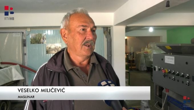 Podbacio urod maslina u Hercegovini, cijena ulja će rasti [video]