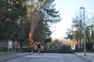 Danas izmjena prometnog režima u Ljubuškom zbog orezivanja stabala