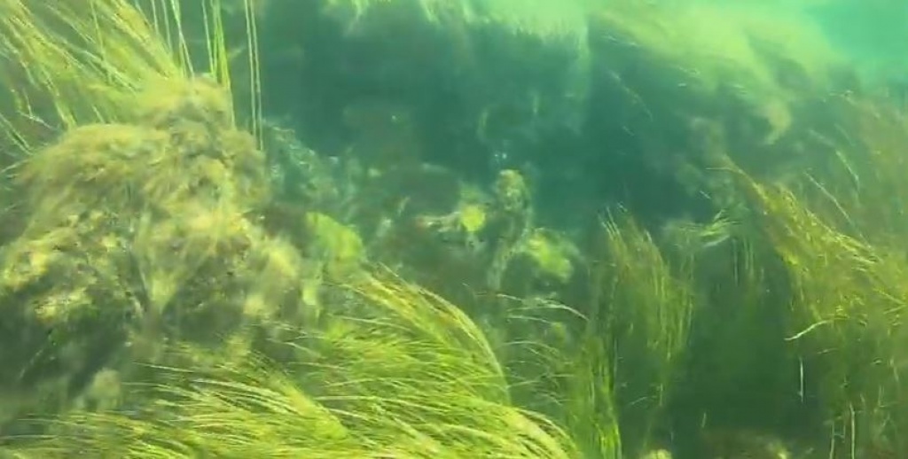 Podvodna snimka rijeke Trebižat u Ljubuškom [video]