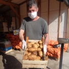 Prvi mladi krumpiri u Tasovčićima iz Ljubuškog, trenutna cijena 2 – 2,3 KM