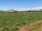 U Hercegovini ove godine očekuju urod od 1500 tona rajčice i 700 tona paprike