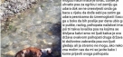 Lovac ubija pse i baca ih u rijeku, prijeti smrću aktivistici koja ga je prijavila