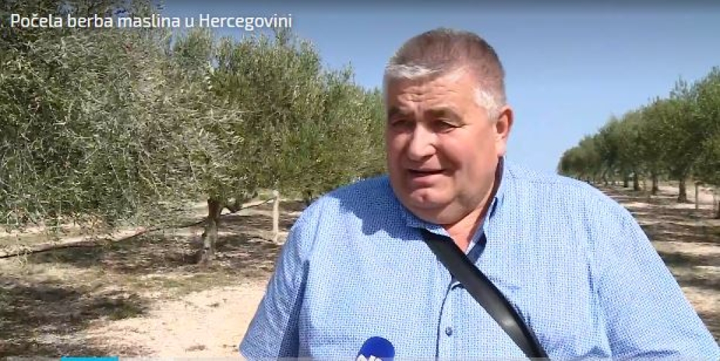 Berba maslina u Hercegovini: Zbog slabijeg uroda, veće cijene maslinovog ulja