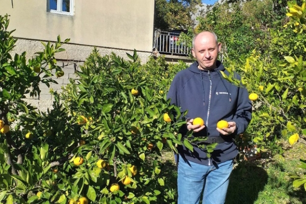 Ljubuški nasadi mandarina dokaz da se mandarine mogu masovnije uzgajati i u Hercegovini