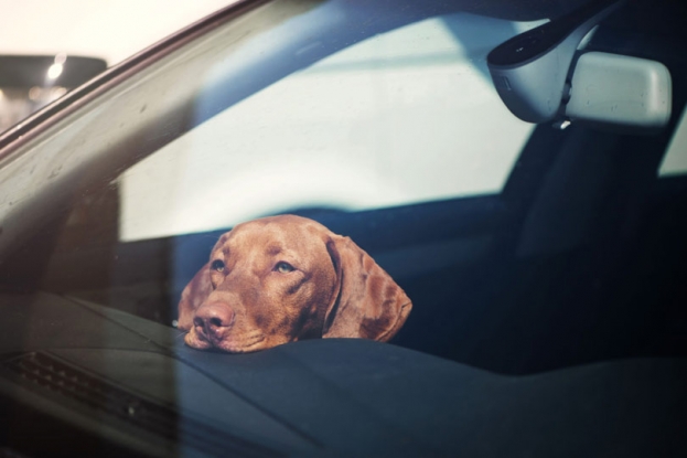 U ovoj državi je dopušteno nekome razbiti prozor auta i spasiti životinju od vrućine