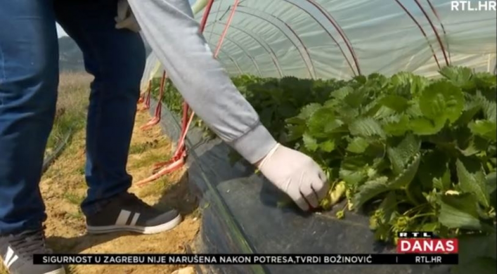 Koronavirus ugrozio berbu jagoda kod Vrgorca, nemoguće do radnika iz Hercegovine