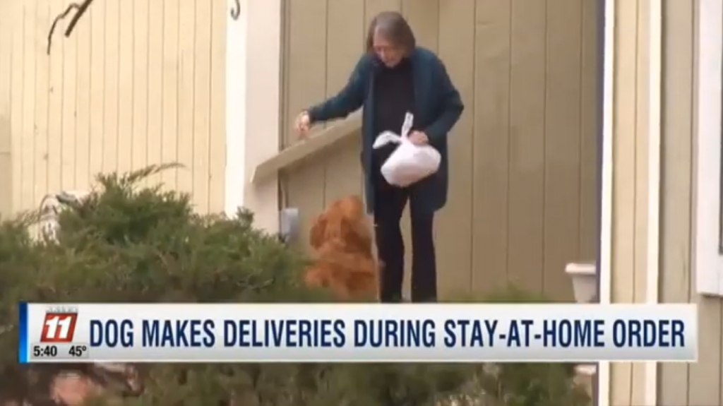 Pas pomaže susjedi u samoizolaciji tako što joj donosi namirnice i poštu [video]