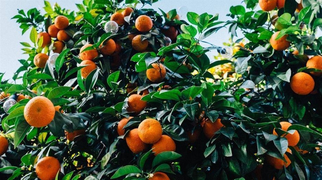 Ugrožena berba mandarina u dolini Neretve