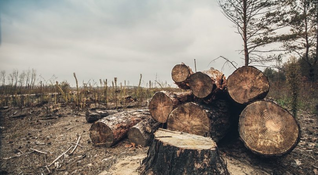 Procesuirati će se svaki nelegalni oblik sječe šume u Županiji Zapadnohercegovačkoj