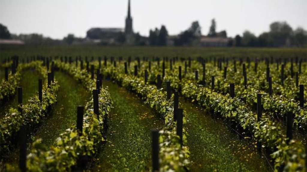 Mladi sve manje piju vino, potražnja u padu, a Francuska potiče krčenje vinograda