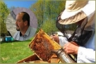 Predsjednik Udruge pčelara „Kadulja“ Ljubuški o negativnim posljedicama koronavirus u pčelarstvu