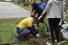 Akcija sadnje drveća oko Osnovne škole Ivane Brlić Mažuranić
