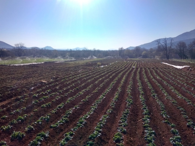 Poljoprivrednici u ZHŽ-u se pozivaju na korištenje “biljnog antifriza”