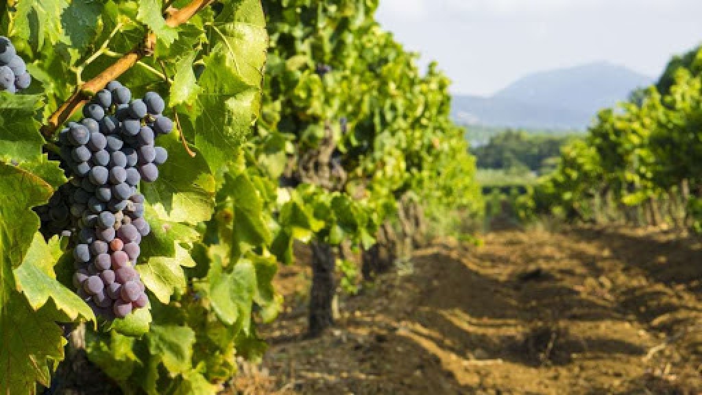 Zavod za poljoprivredu ŽZH: Obavijest za vinogradare