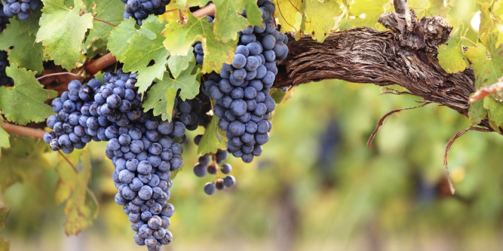 U BiH ipak stiglo uvozno grožđe, neki vinogradari ne trgaju uopće, unište vinograde