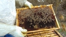 Savez hercegovačkih pčelara &quot;Kadulja&quot; počinje s proizvodnjom pčelinjeg otrova
