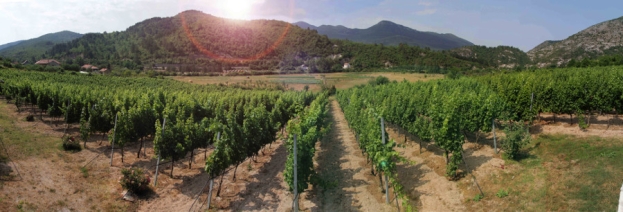 Iznimno loša godina za vinogradare; grožđe će biti 2 km