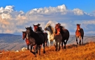Livanjski divlji konji - posljednje veliko krdo divljih konja u Europi [video]