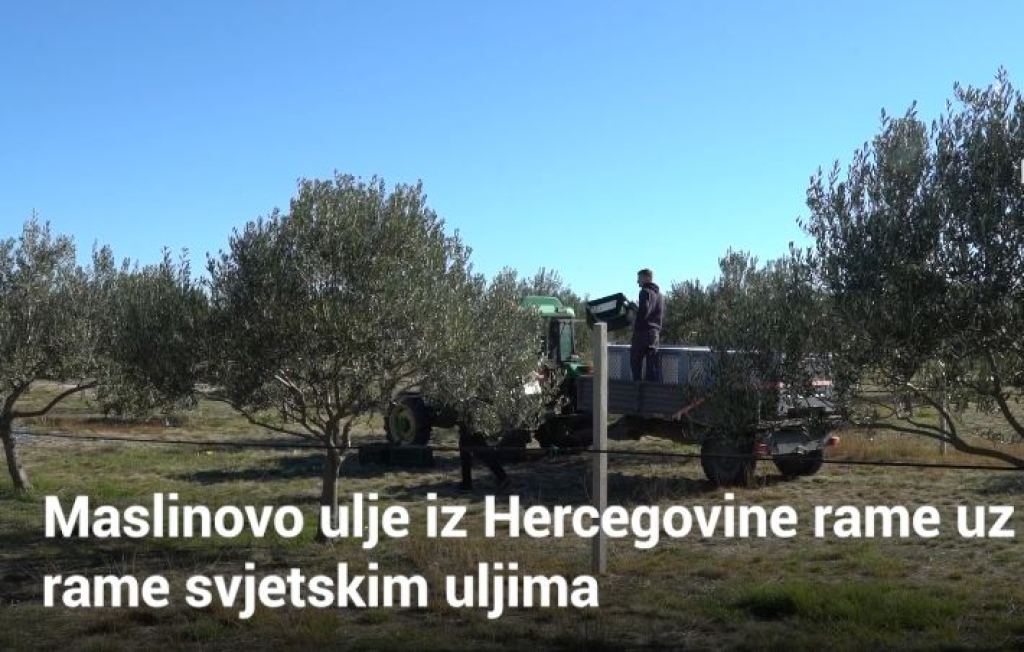 U Hercegovini “cvjeta” nova poljoprivredna grana -  maslinarstvo