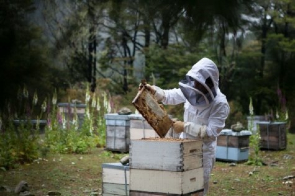 BiH pravi prve korake ka cyber pčelarstvu