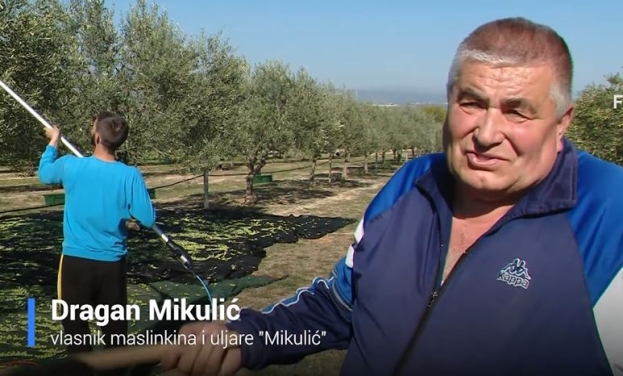 Uljar Mikulić iz Ljubuškog: Cijena maslinovog ulja skočit će na 40 maraka