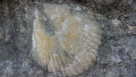Fosil iz Trebižata je stariji bar 20 godina od onog iz Radišića