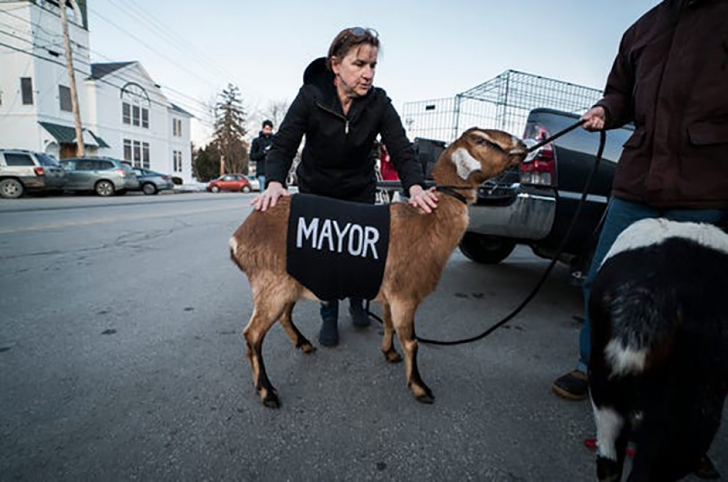 U malom gradu kandidati za gradonačelnike su dva psa i koza
