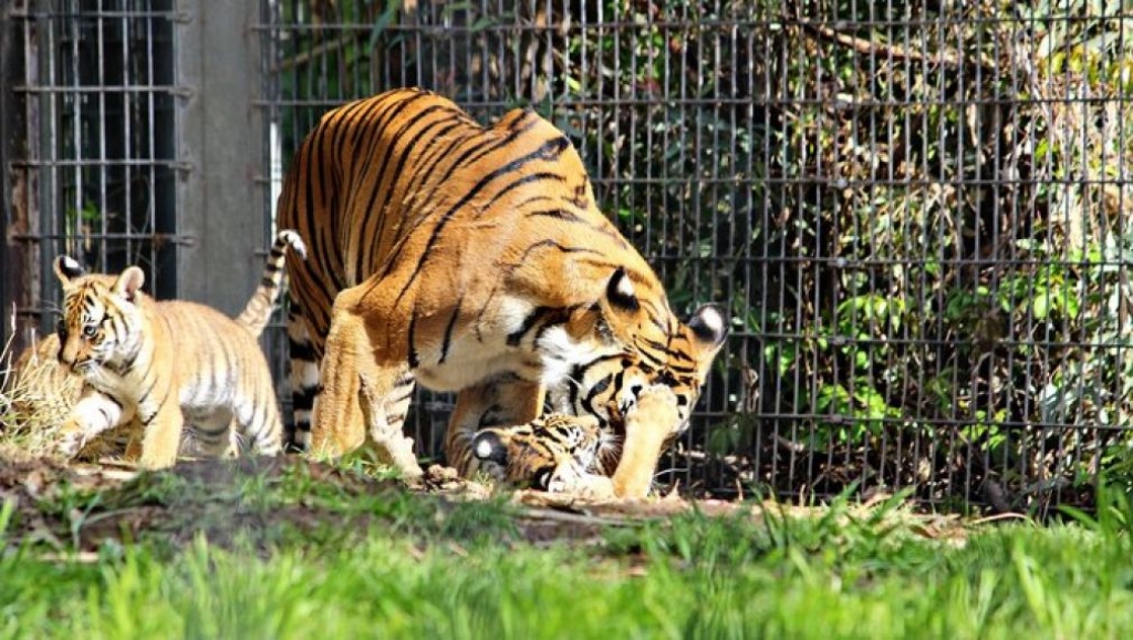 Tigrica u njujorškom zoološkom vrtu pozitivna na koronavirus