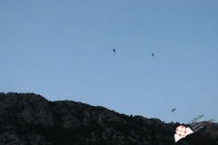 IMG_2386.jpg