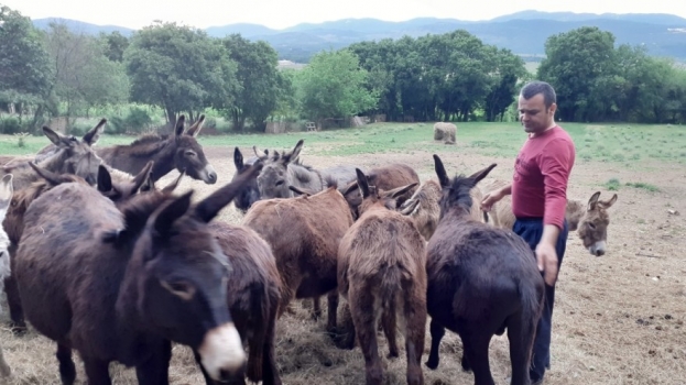 Ljekovito magareće mlijeko iz Hercegovine kupuju i Švicarci, Francuzi, Šveđani