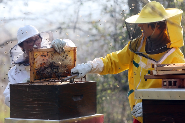 Pčelarima čak tri milijuna KM, za pravne osobe po košnici 20 KM, za fizičke 15 KM