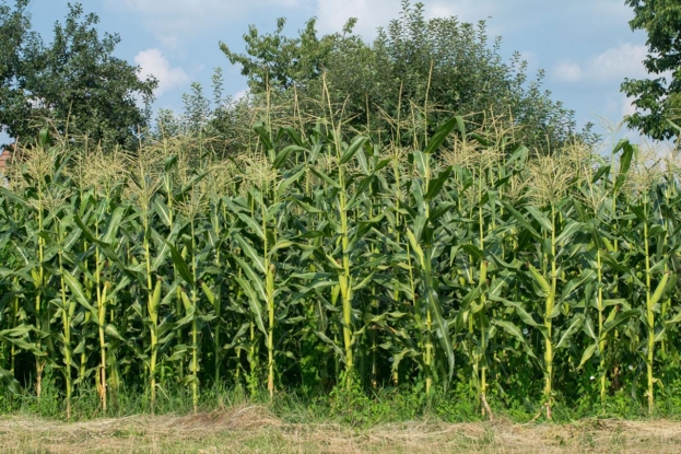 Nekoć se stanovništvo Hercegovine prehranjivalo isključivo kukuruzom – danas postao rijetkost