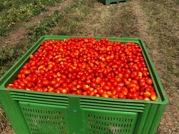 Sezona branja rajčica u Grabu [foto&video]