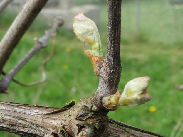 Zavod za poljoprivredu ŽZH:Preporuka vinogradarima