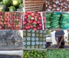 Domaći proizvođači lubenica u ratu s uvoznicima oborili cijenu i zavladali veletržnicom u Tasovčićima