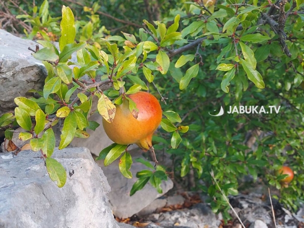 Šipak – simbol Hercegovine i kralj jeseni