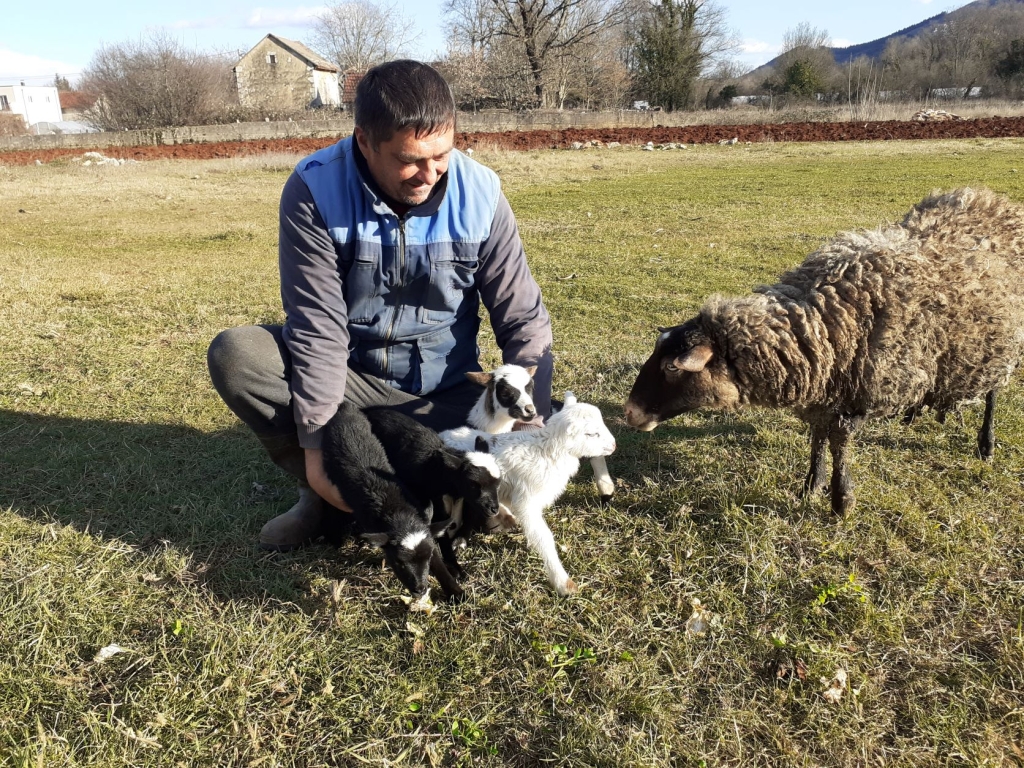 Ovca Cvitulja u vlasništvu Dore Vukojević iz Šipovače ojanjila četvero janjaca [VIDEO]