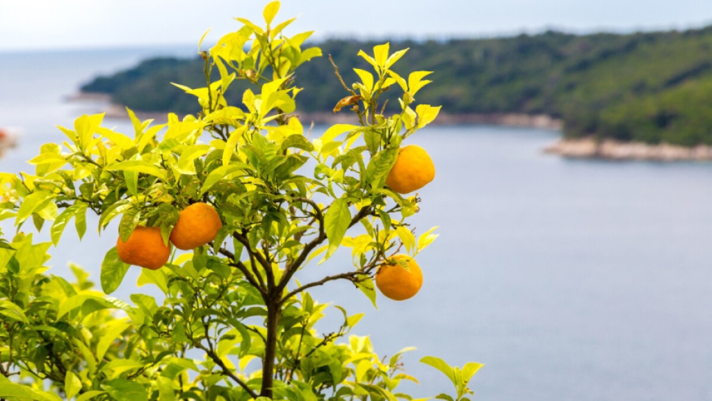 U dolini Neretve nedostaje berača mandarina