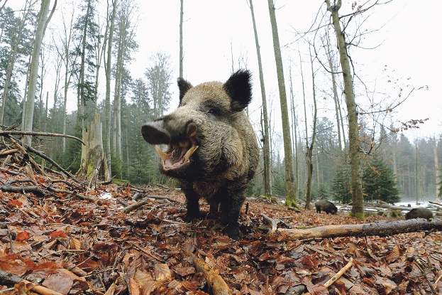 Kreće veliki pokolj divljih svinja: Masovni odstrel uzbunio zaštitare životinja