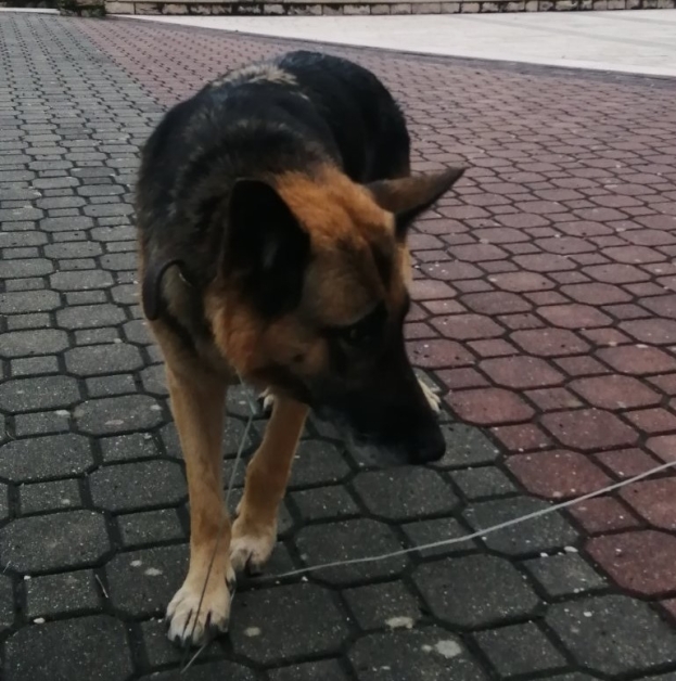 Klobuk: Ispred škole pronađen pas