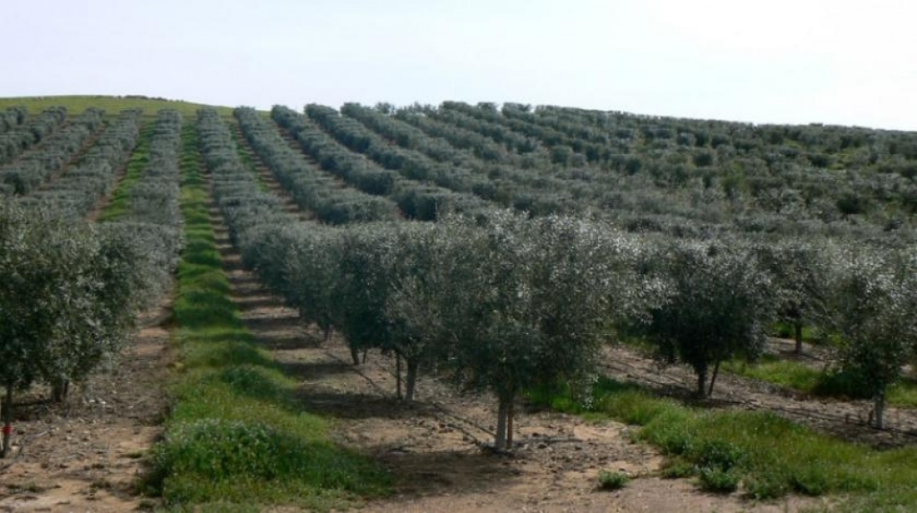 Hercegovina dobija centar za maslinarstvo, projekt vrijedan 880.000 eura