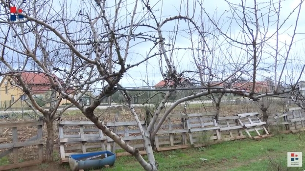 Proizvodnja badema u Hercegovini ima budućnost
