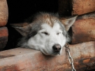 Ljubušak se tereti za kazneno djelo Nesavjesno čuvanje pasa i drugih opasnih životinja